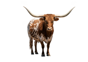 Majestic texas longhorn steer with impressive horns, brown and white spotted coat, farm animal, livestock, cattle, isolated on transparent background