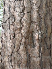 old cracked pine bark, old tree, trunk