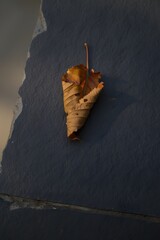 Autumn leaf curled on a wall showing the end of the season and decay of life