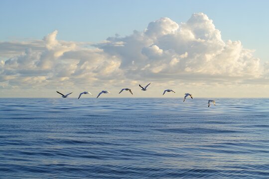 Birds flying over the ocean with a cloudy sky in the background seascape view 92 - Powered by Adobe