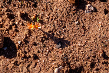 Delicate Orange Wildflower Blooming in Sunlit Sandy Soil