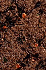 Tiny Orange Blooms Scattered Over a Dry, Sunlit Sandy Surface