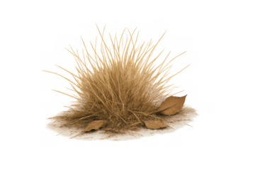 Dry grass tuft with fallen autumn leaves, seasonal plant texture on transparent background