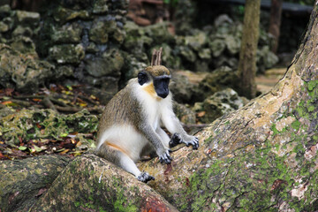Zoological garden "Barbados Wildlife Reserve" view of a local green monkey in the tropical forest