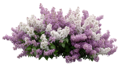Colorful lilac flowers blooming in spring creating a beautiful display in a garden.