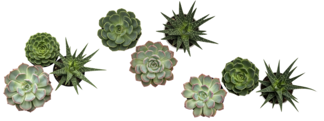 A collection of succulent plants. The succulents vary in shape and color, showcasing their textures.
