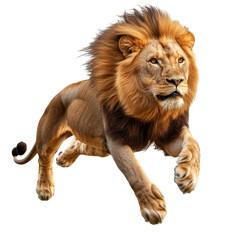 Obraz premium Majestic lion leaps gracefully across the savanna at sunset showcasing its strength and beauty in the wild.