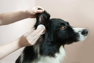 A Caucasian woman's hands wipe a border collie's ears with a cotton pad. Close-up against a beige background.