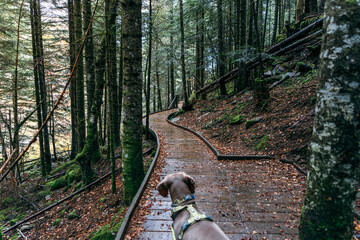 Naklejka premium Weimaraner Dog Walking on Wooden Boardwalk Trail in a Dark Forest Landscape