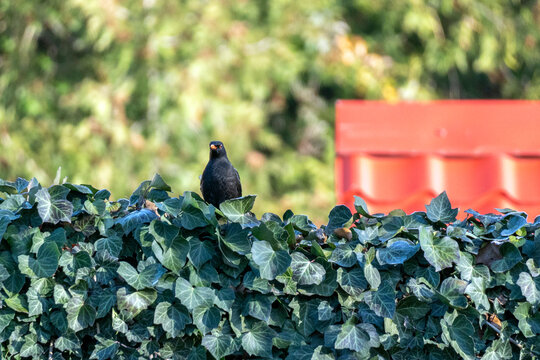 Blackbird perched on ivy-covered fence in a lush garden during daylight hours