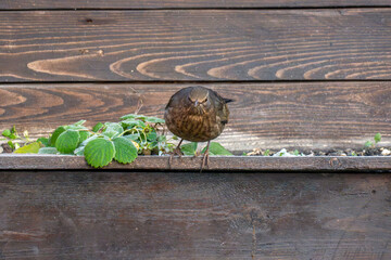 Bird perched on wooden ledge near green plants during sunny day in garden setting