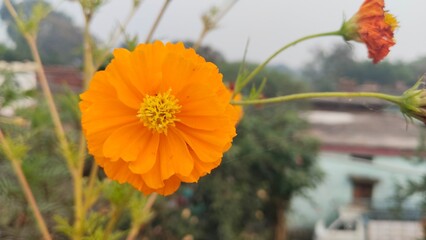 A bright orange flower captured in close-up, showcasing its delicate petals and vibrant center. The soft blurred background highlights the natural beauty, making it ideal for nature, garden and floral