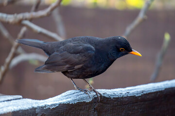 Blackbird perched on a wooden fence in a garden during early morning light