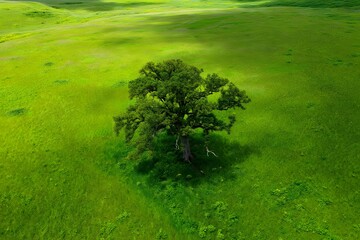 A lone tree stands in a vibrant green field casting a shadow on the grass below it