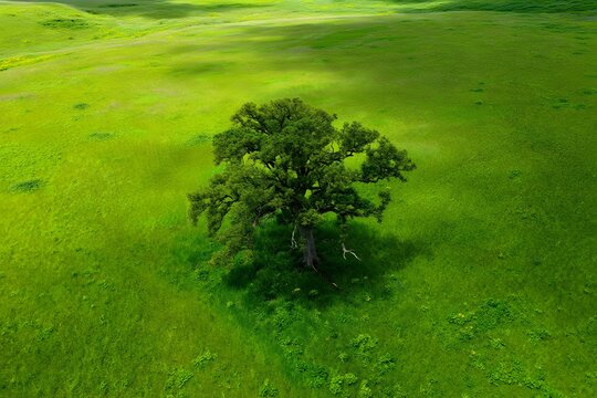 A lone tree stands in a vibrant green field casting a shadow on the grass below it