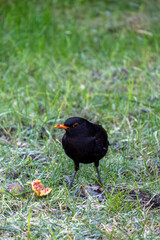 Blackbird foraging on grass with a piece of fruit in a garden during springtime