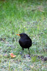 Blackbird feeding on fruit in a lush green garden during a bright sunny day