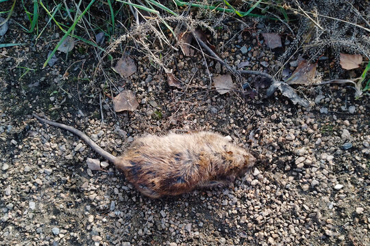 A dead rat on a dirt road near the grass. View from above.