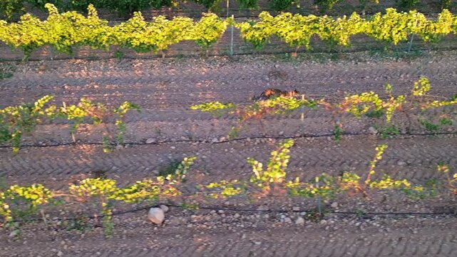 GALGO CORRIENDO POR VI&Ntilde;EDO