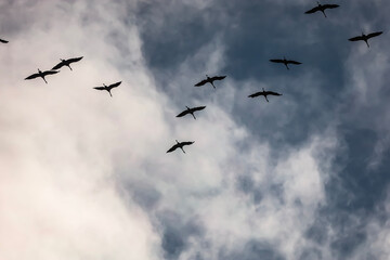 Grey cranes flying high beneath cloudy sky