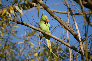 Male Rose-ringed Parakeet perched on a tree and eating a walnut in bright sunlight