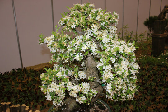 Malus sieboldii with pale pink spring blossoms, serrated ovate leaves, and small red autumn fruits growing in mountain habitats. Photographed in Korea.