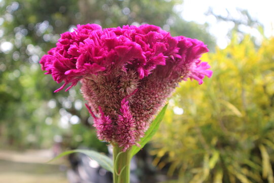 A vibrant close-up of a magenta cockscomb flower (Celosia cristata) with its distinctive velvety, crested head, standing against a softly blurred background of green and yellow foliage