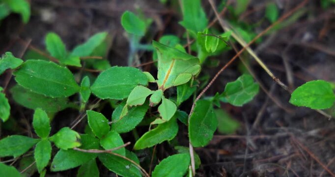 Cryptophyllium leaf insect perfectly camouflaged among green foliage and brown twigs. Nature's camouflage, mimicry, and biodiversity concept. Serene, natural, macro focus.