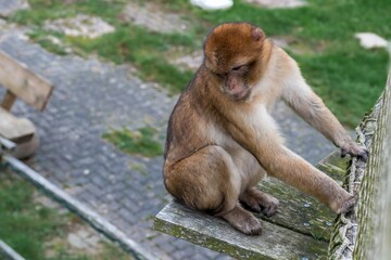 Barbary macaque sitting on wooden platform outdoors