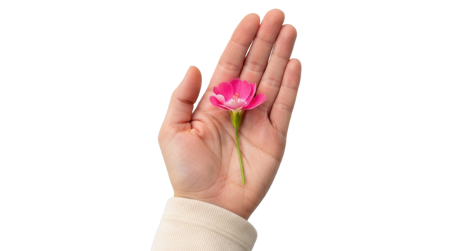 Isolated hand holding small pink flower, symbol of care, delicate touch, springtime bloom