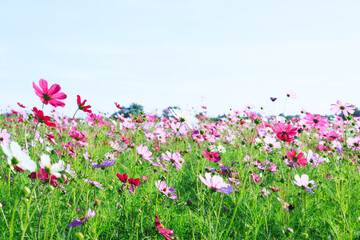 Fototapeta premium Close-up of vibrant pink Cosmos blossoms in a meadow, a symbol of pure love and freshness for Valentine's Day and spring concepts.