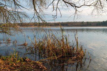 A quiet lake shore with reeds and bare branches