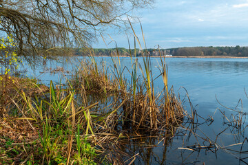 An autumn landscape with a lake, golden reeds, and calm water. 
