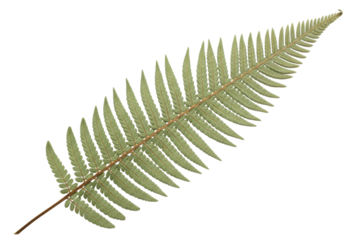 Isolated leaf frond fern is light green with leaflets along the stem and no background