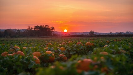 Showing centered pumpkin patch glowing in rural field at sunset, with vines and rolling hills