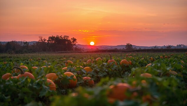 Showing centered pumpkin patch glowing in rural field at sunset, with vines and rolling hills