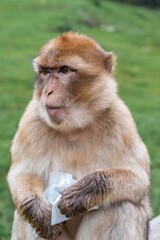serene monkey with snack container, tranquil macaque gazes softly at its wrapped treat carefully