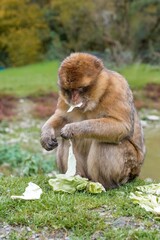solitary ape foraging amidst autumn scenery, primates busy gathering food by pond with seasonal hues