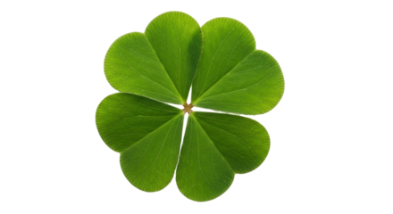 Isolated four leaf clover, symbol of luck and Irish holiday St. Patrick's Day plant