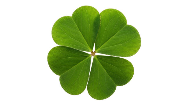 Isolated four leaf clover, symbol of luck and Irish holiday St. Patrick's Day plant