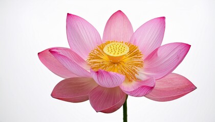 Obraz premium Beautiful Pink Lotus Flower Blossom on White Background