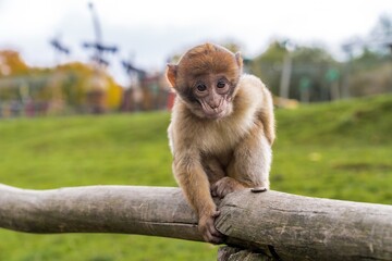 primate viewing focus, detailed shot of primate resting on wooden rail with blurred autumn backdrop