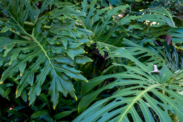 Lush Tropical Philodendron and Monstera Foliage Close-Up © Christelle