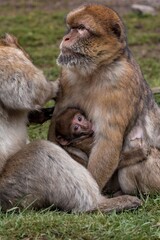 kindly supply specific text to rephrase, unable to generate variations without original text included