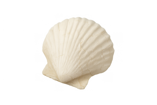 White scallop shell showcasing marine nature, ocean environment, and beach discovery with a transparent background