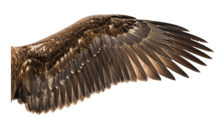 Isolated bird wing plumage, powerful feathers for soaring flight and avian anatomy study