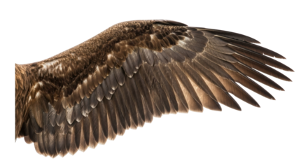 Isolated bird wing plumage, powerful feathers for soaring flight and avian anatomy study