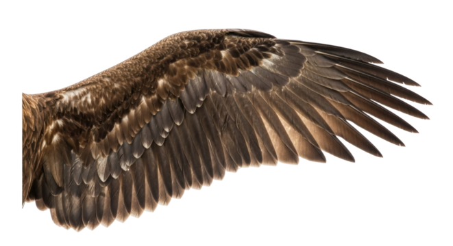 Isolated bird wing plumage, powerful feathers for soaring flight and avian anatomy study