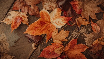 Displaying multiple maple leaves lying on weathered deck, showing large veined orange leaf