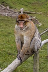 monkey watches lookout, primate observes terrain attentively, sitting monkey scans hillside with alertness